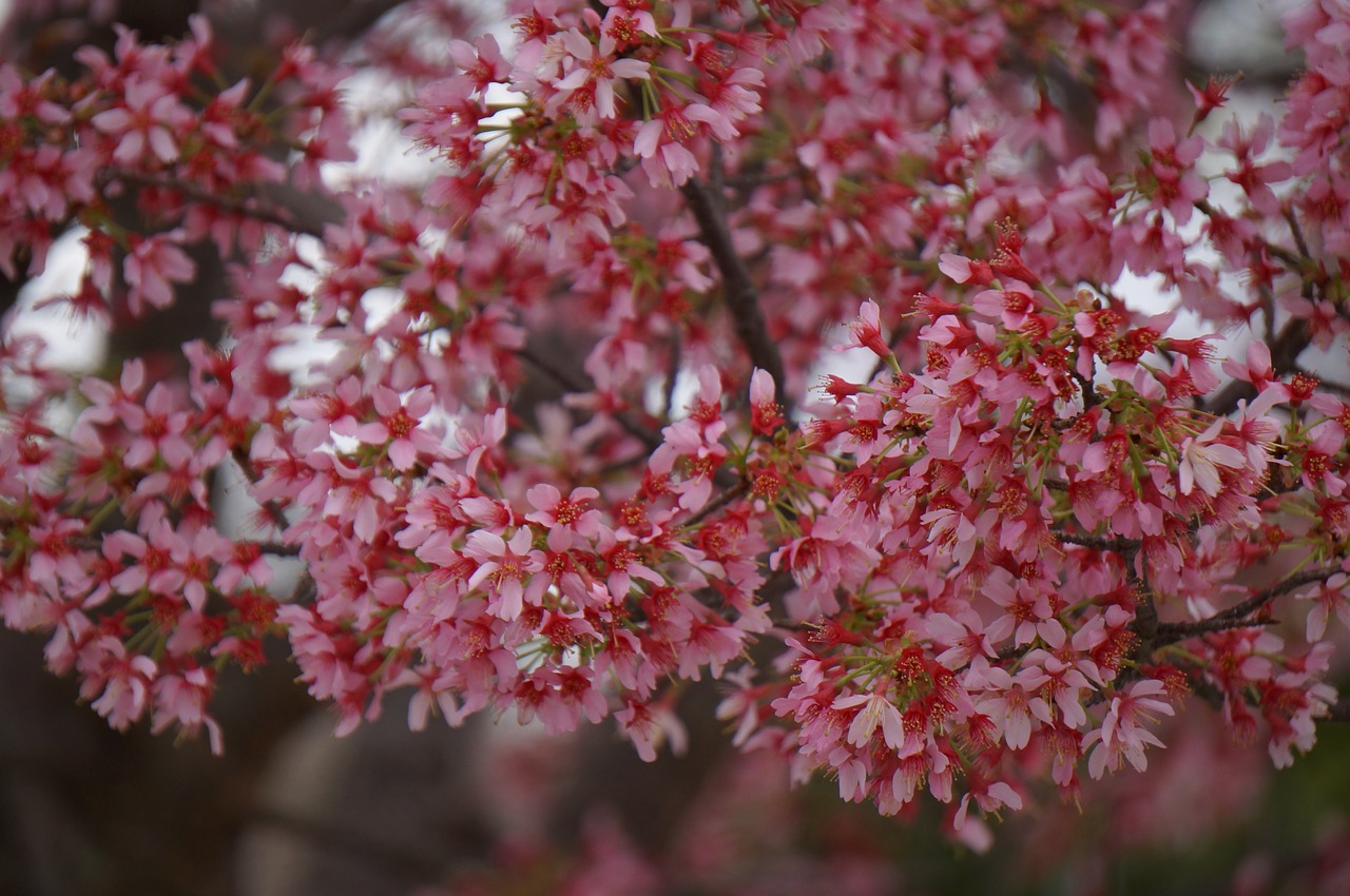 flower spring blossom free photo