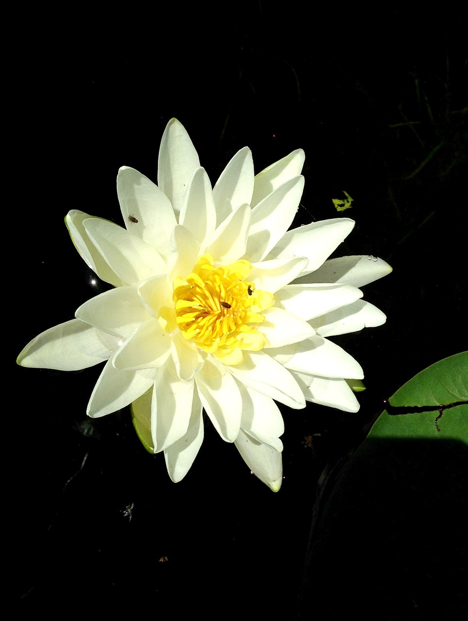 flower water lily free photo