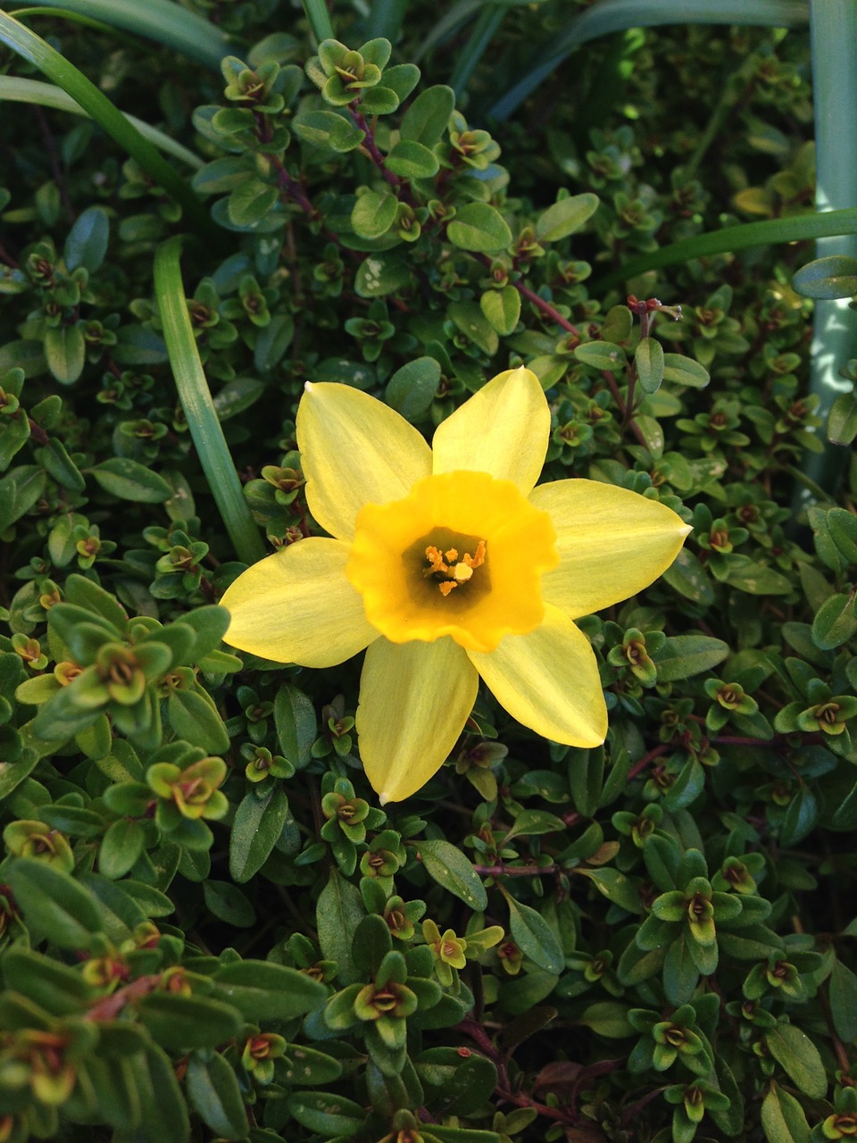 flower daffodil blossom free photo