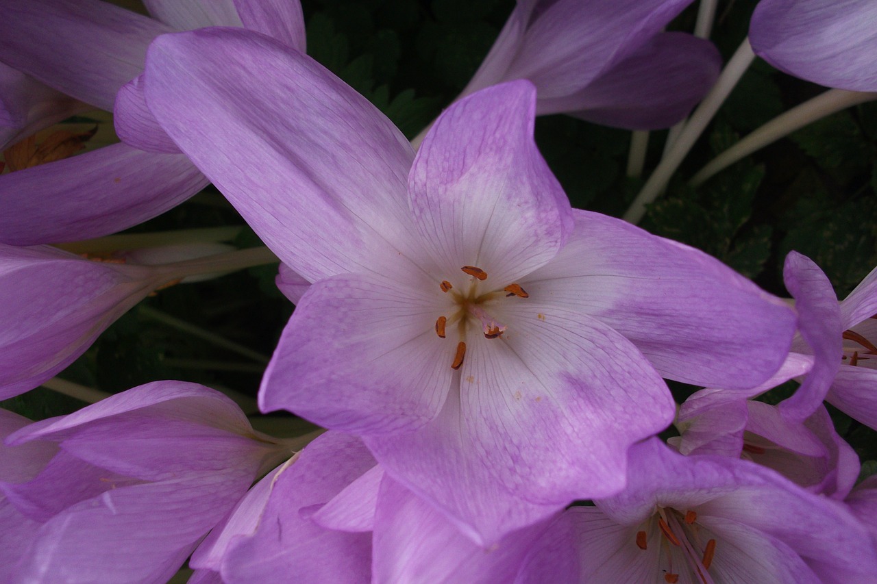 flower purple nature free photo