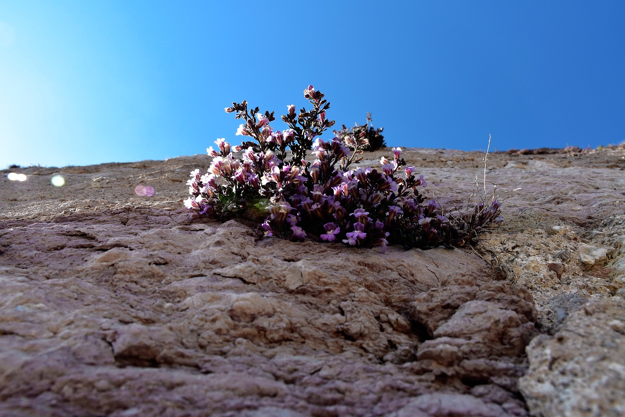 flower wall castle free photo