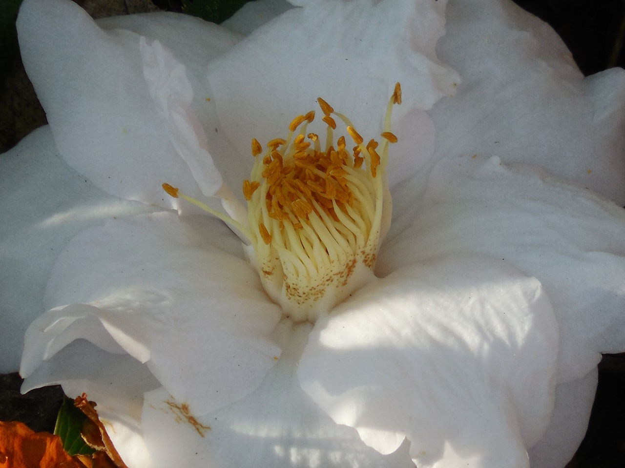 flower camellia nature free photo