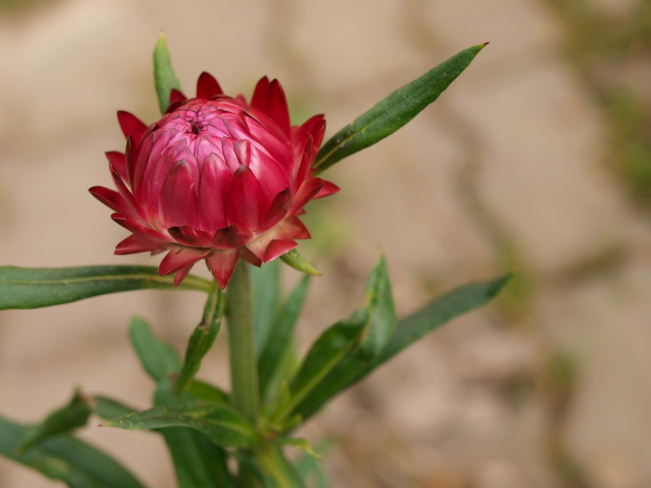 flower blossom bloom free photo