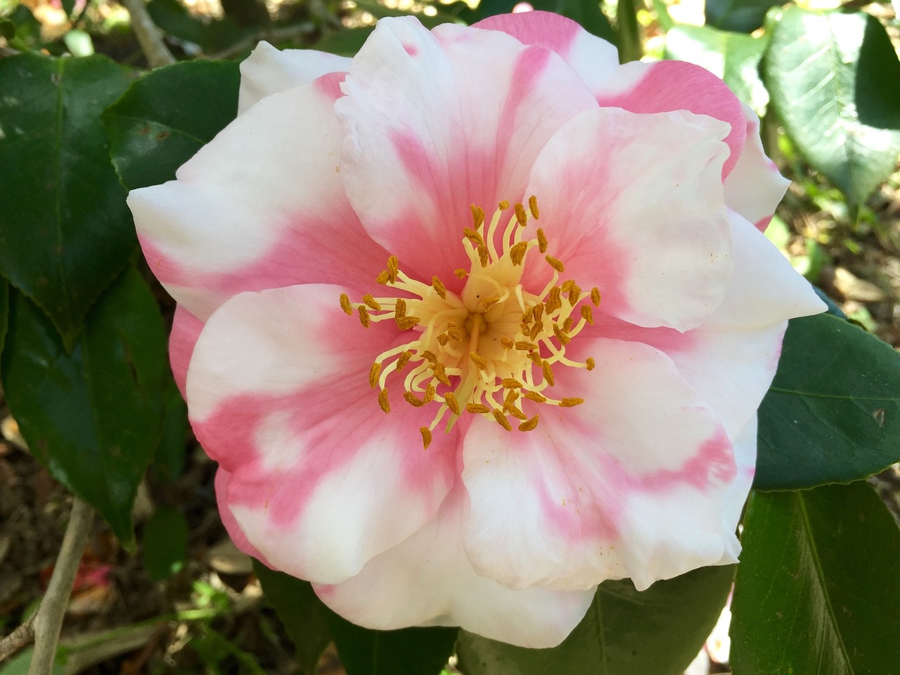 flower macro close up free photo