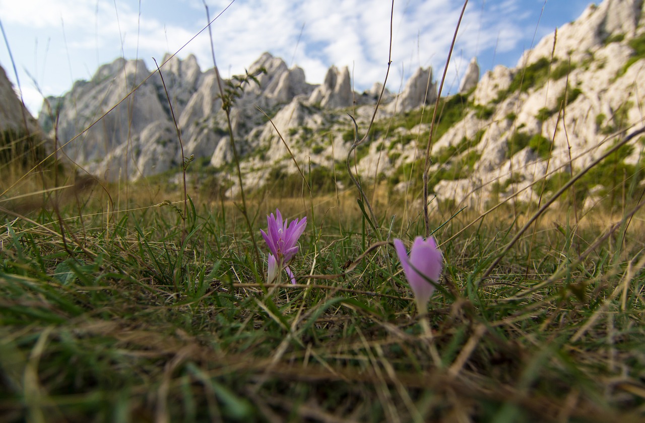 herbstzeitlose flower meadow free photo