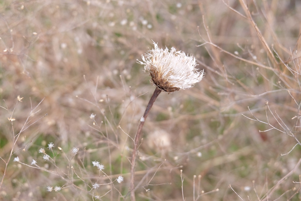 flower wildflower nature free photo