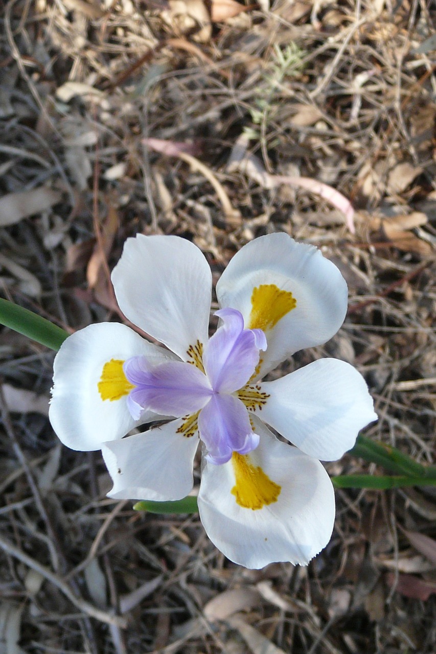 flower iris spring free photo