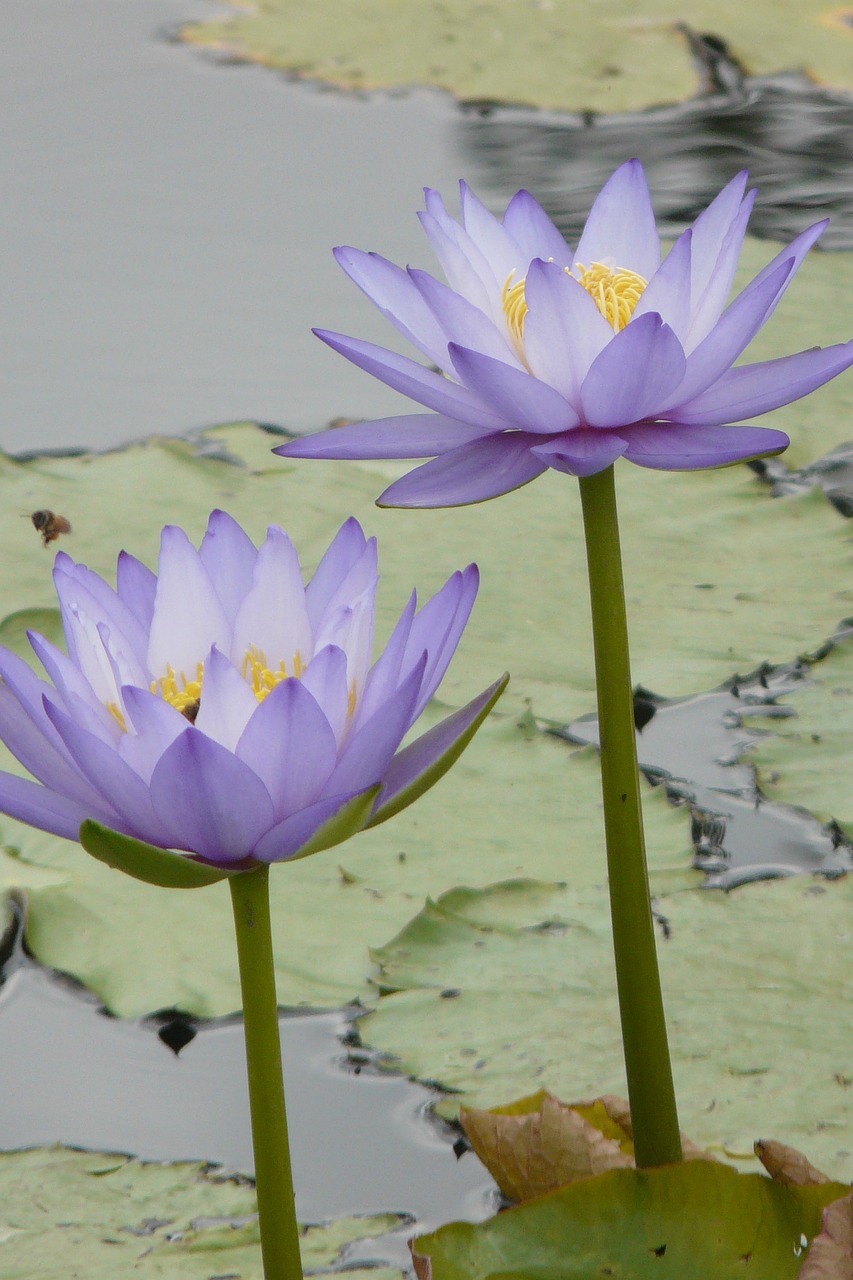 flower waterlily lake free photo