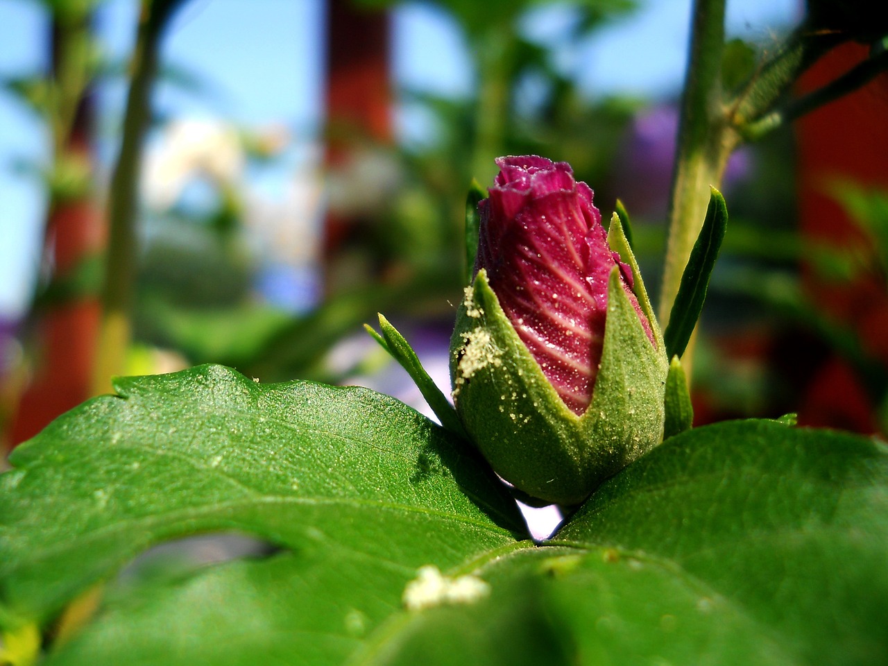 flower flowers plant free photo