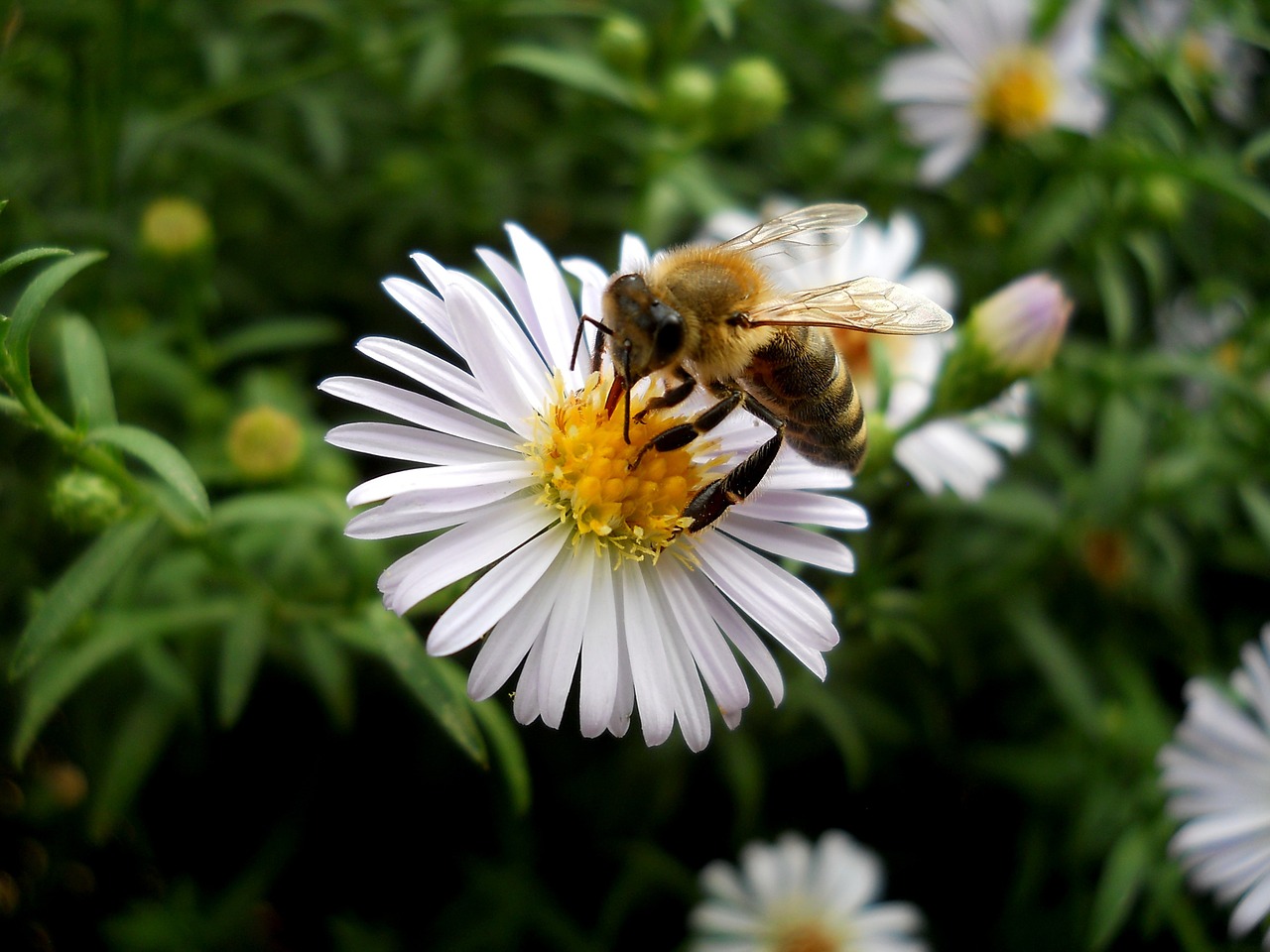 flower flowers plant free photo