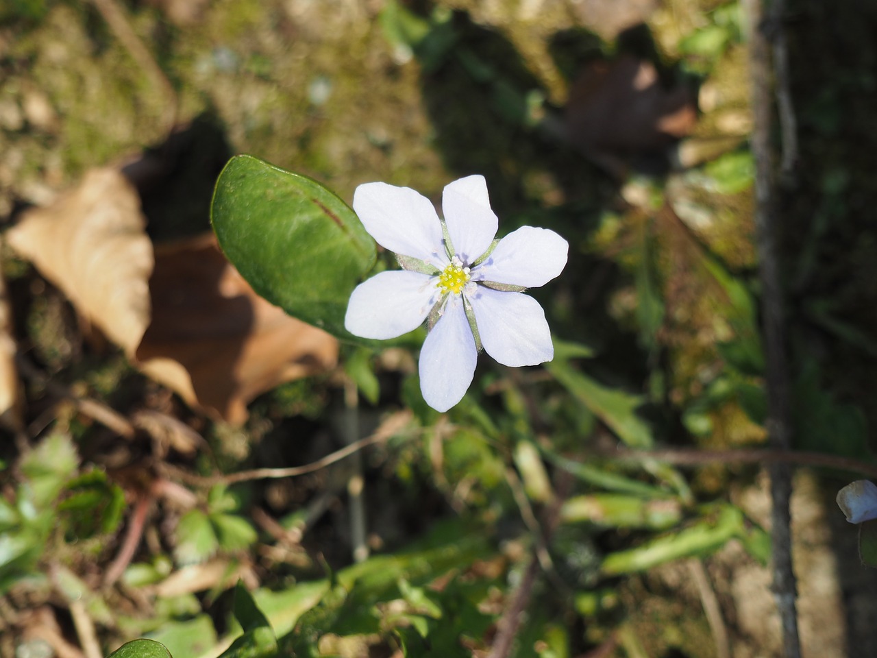 flower spring nature free photo