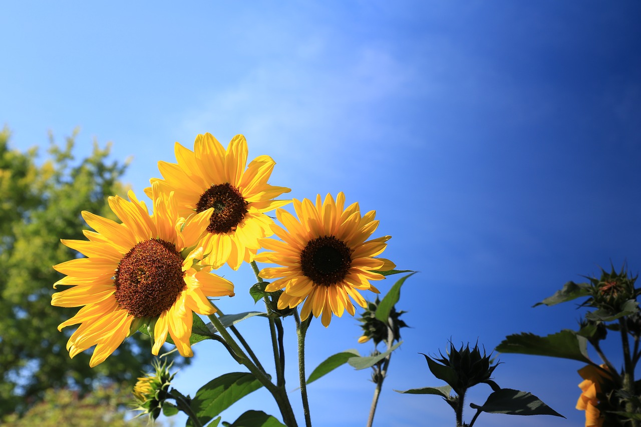 flower sunflower bloom free photo