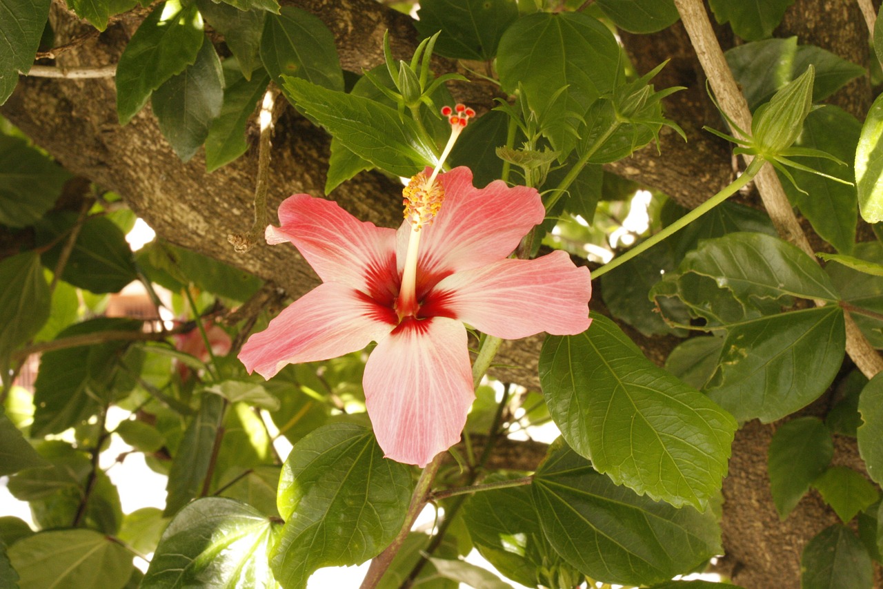 flower tree flowers free photo