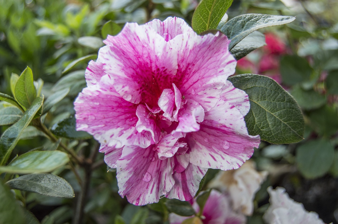 flower pink flower flowers free photo