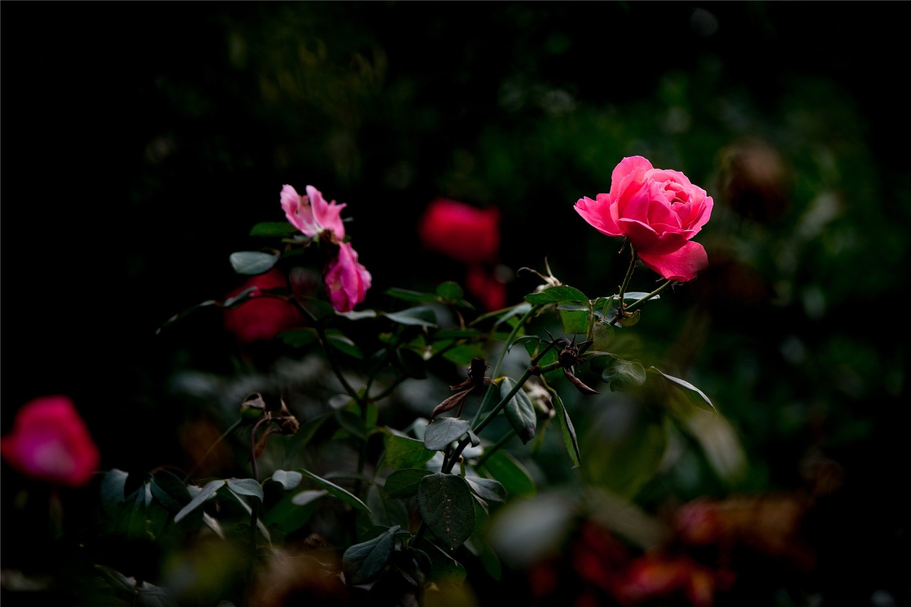 flower rose beauty free photo