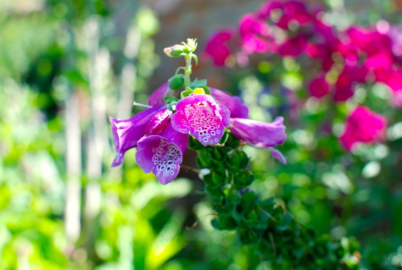 flower flower meadow nature free photo