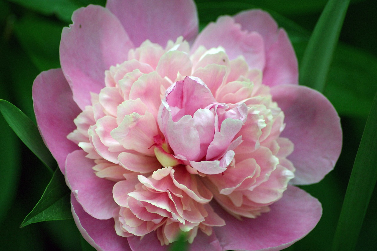 flower peony bloom free photo