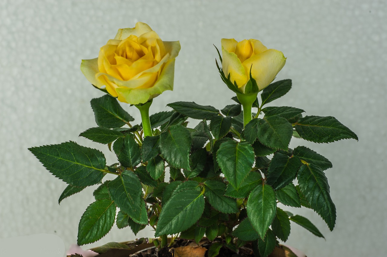 flower rose yellow free photo