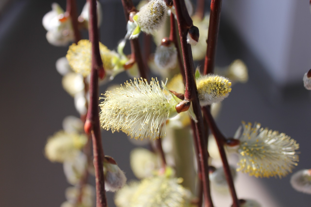 flower nature spring free photo