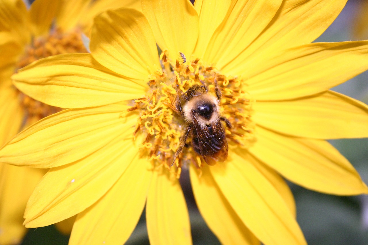 flower sunflower bee free photo