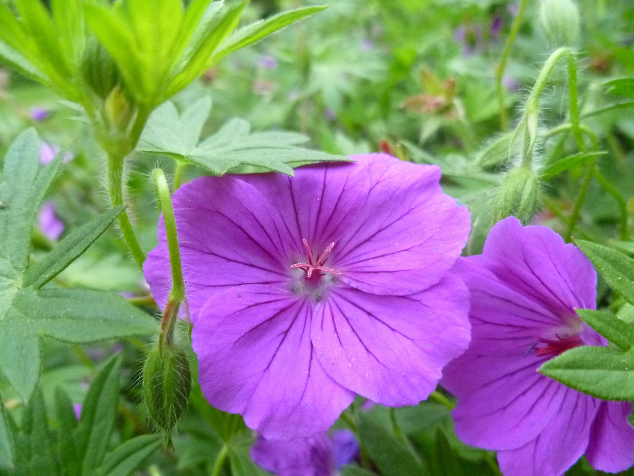 flower purple bloom free photo