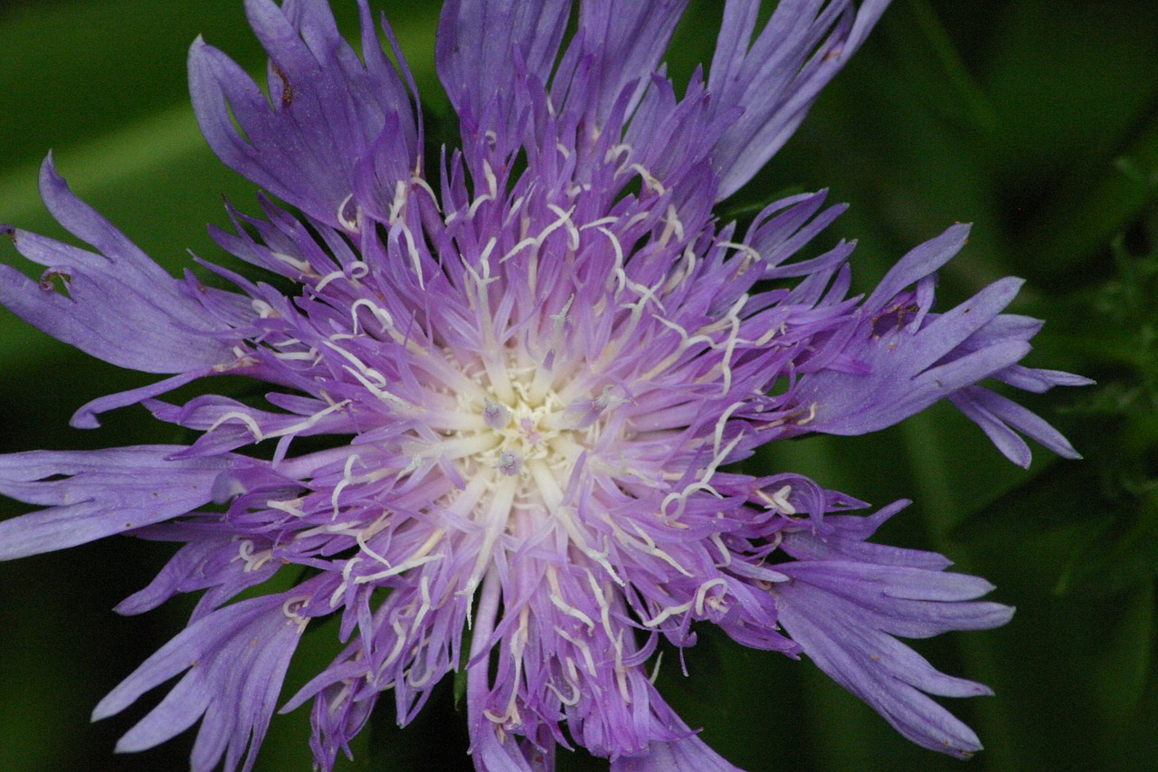 flower purple close-up free photo