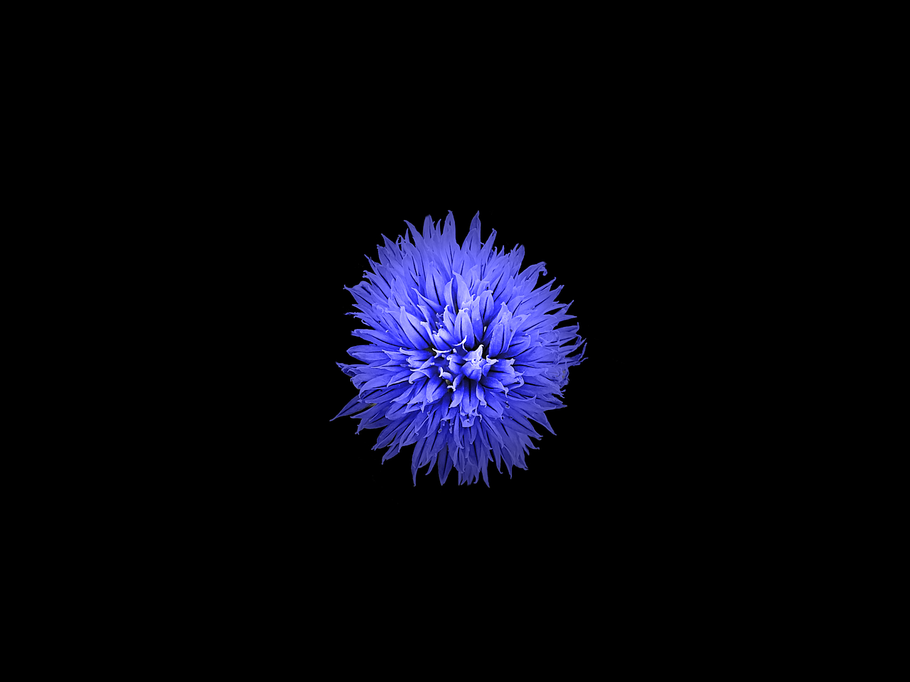 Flower,blue,blue flower,black,black background free image from