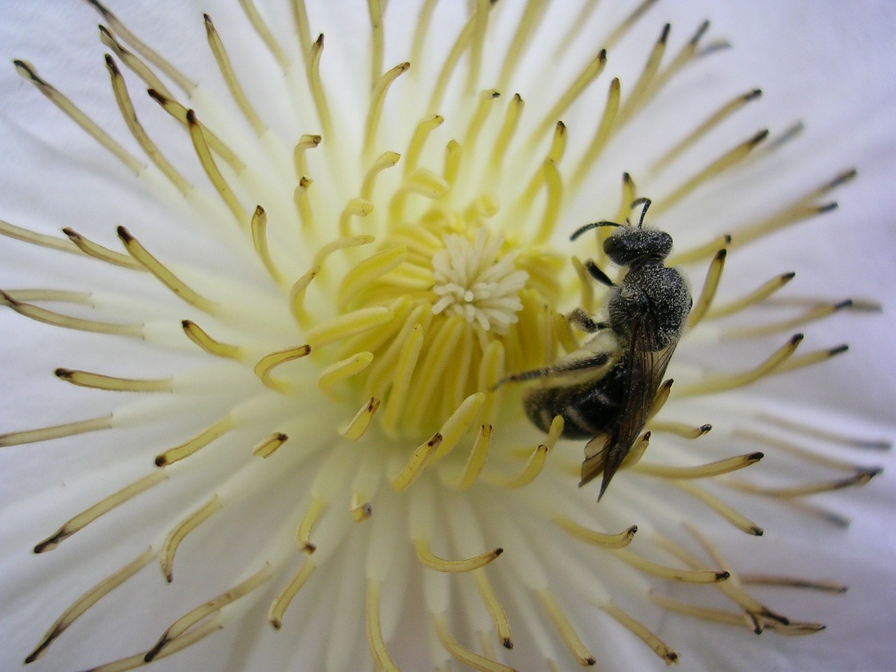 flower bee pollen free photo