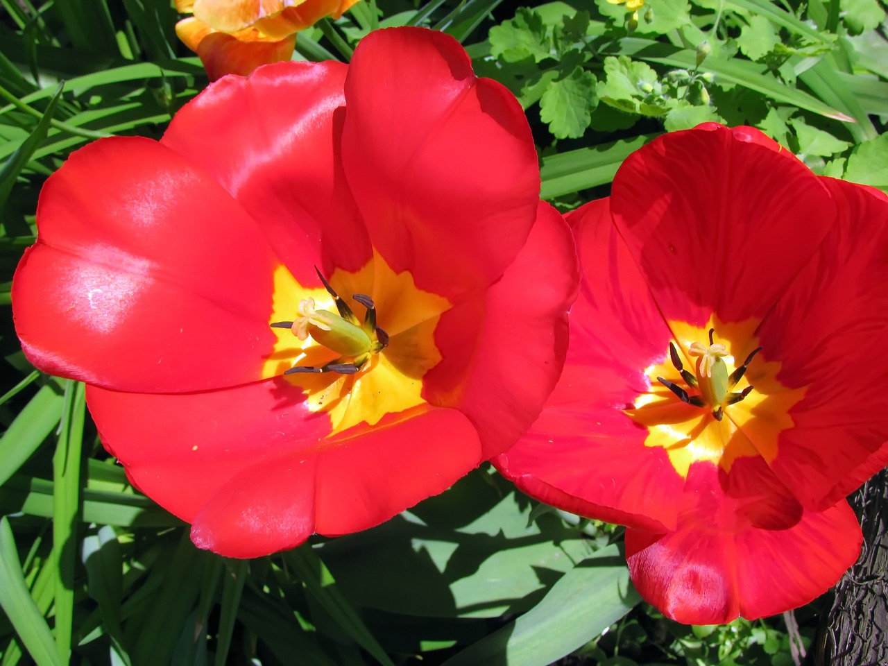 flower tulips red free photo