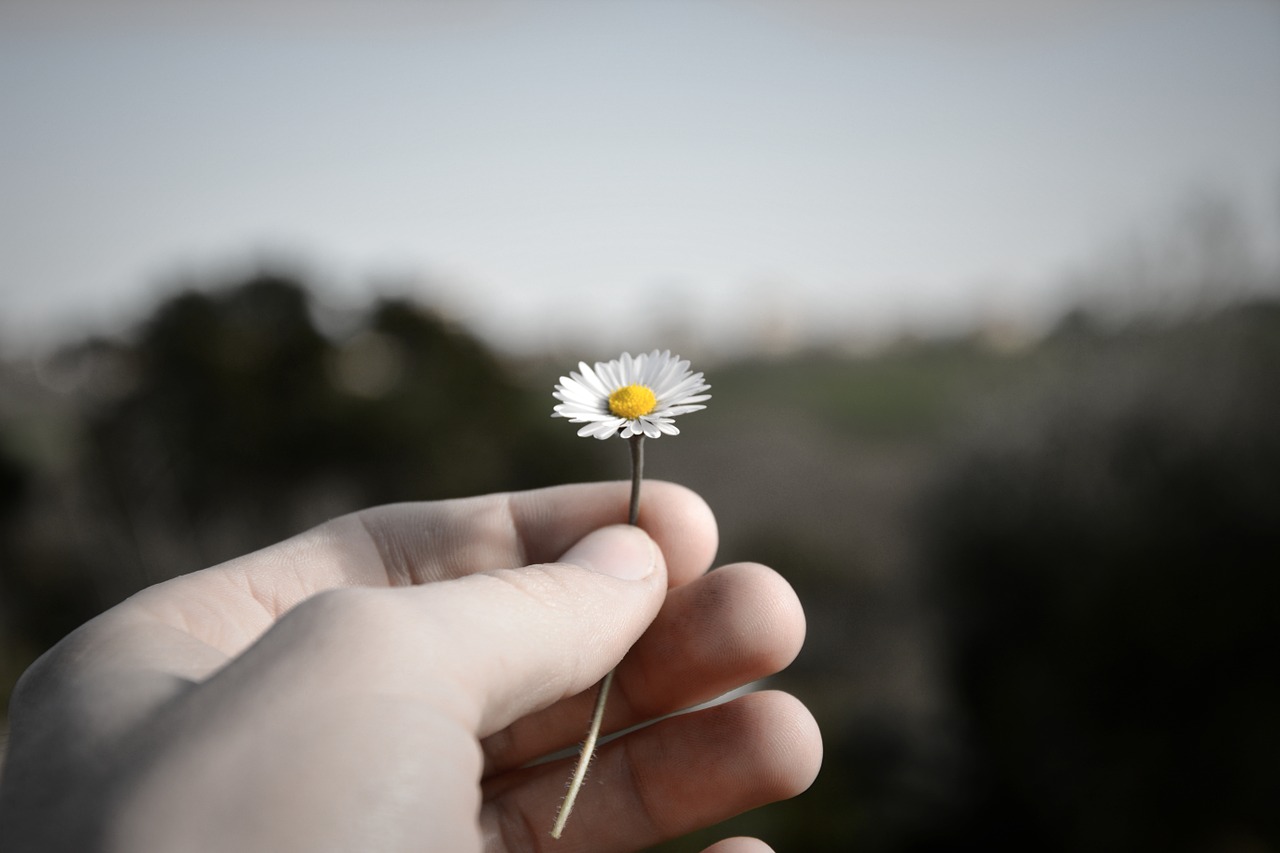 white flower nature flourished free photo