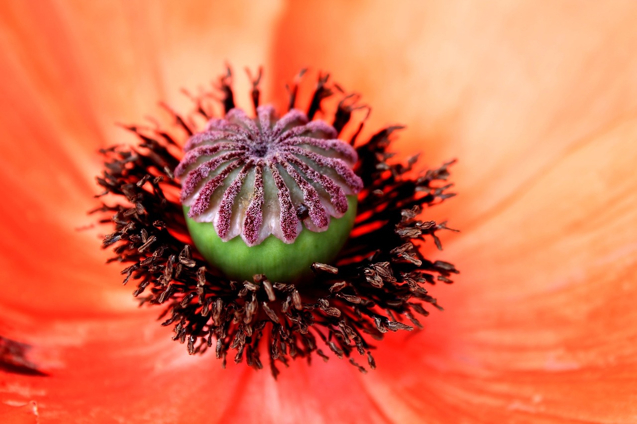 flower macro orange free photo