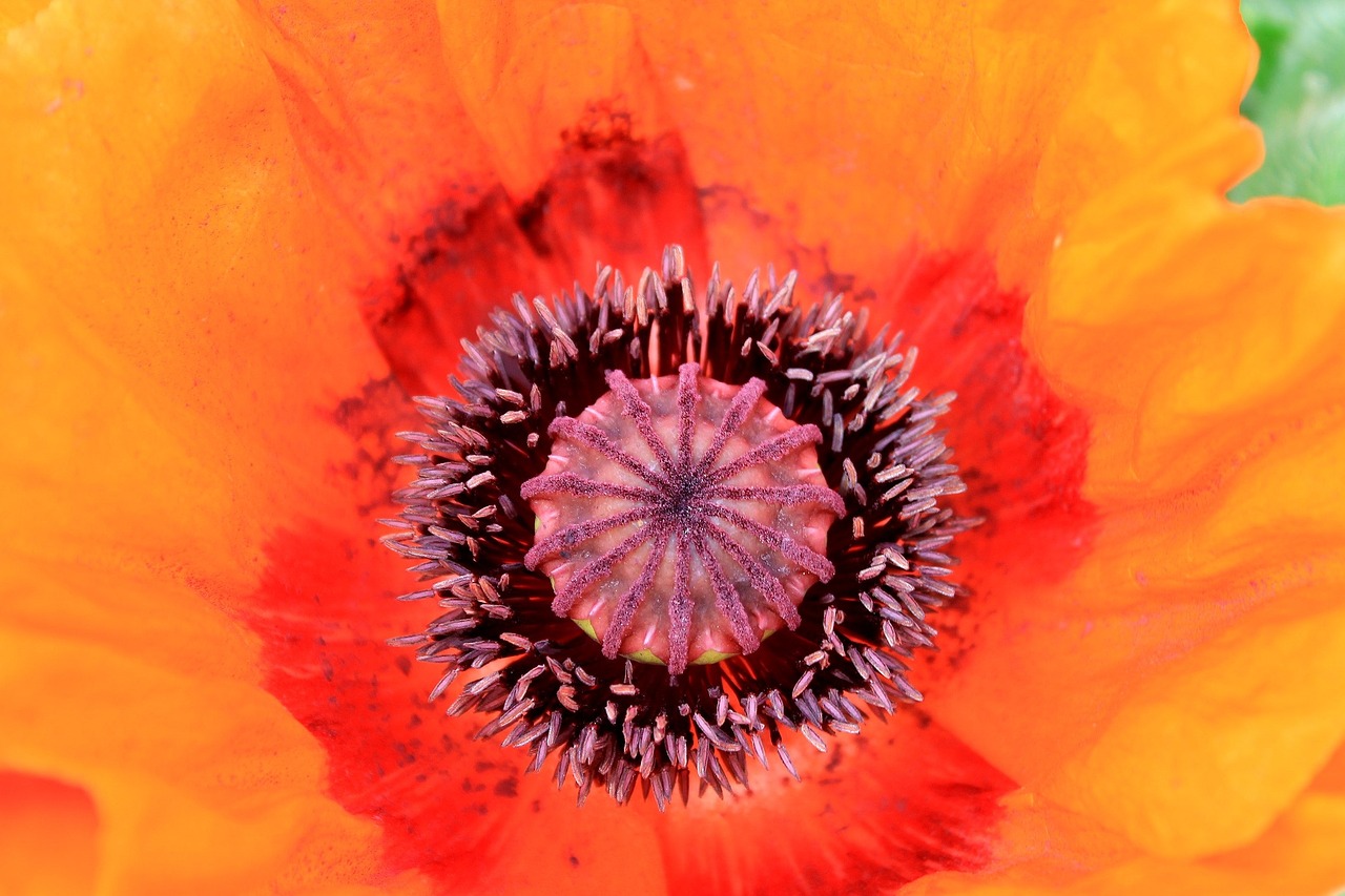 flower macro orange free photo