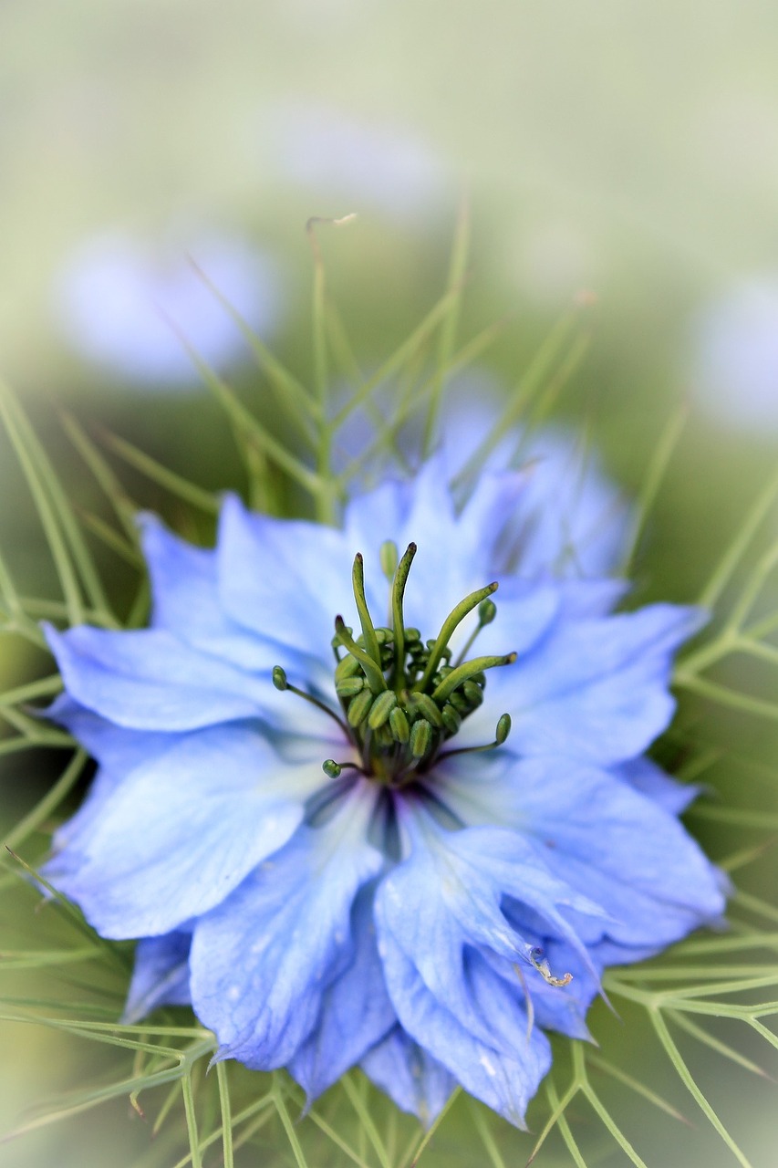 flower blue macro free photo