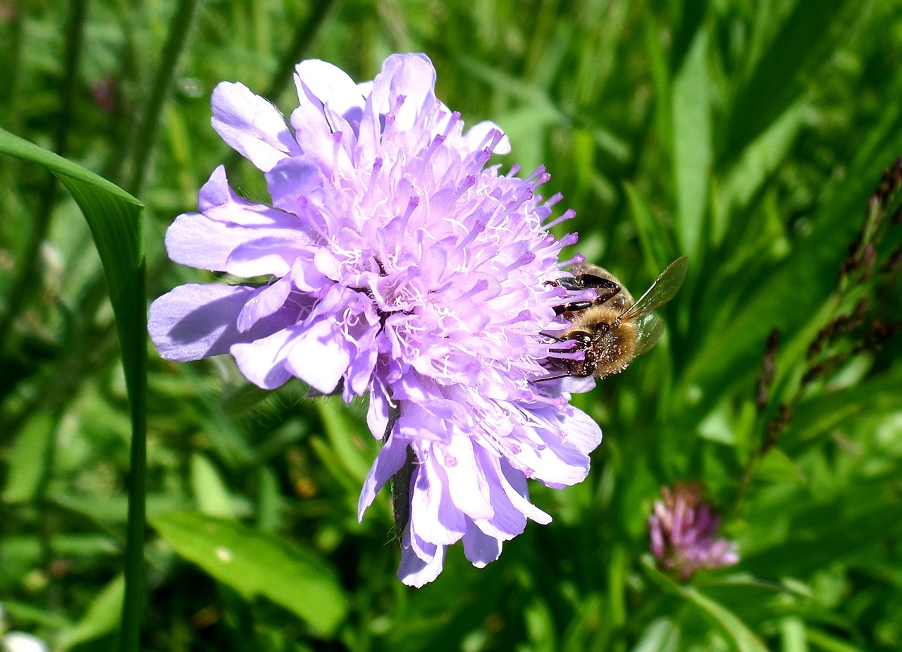 flower purple bee free photo