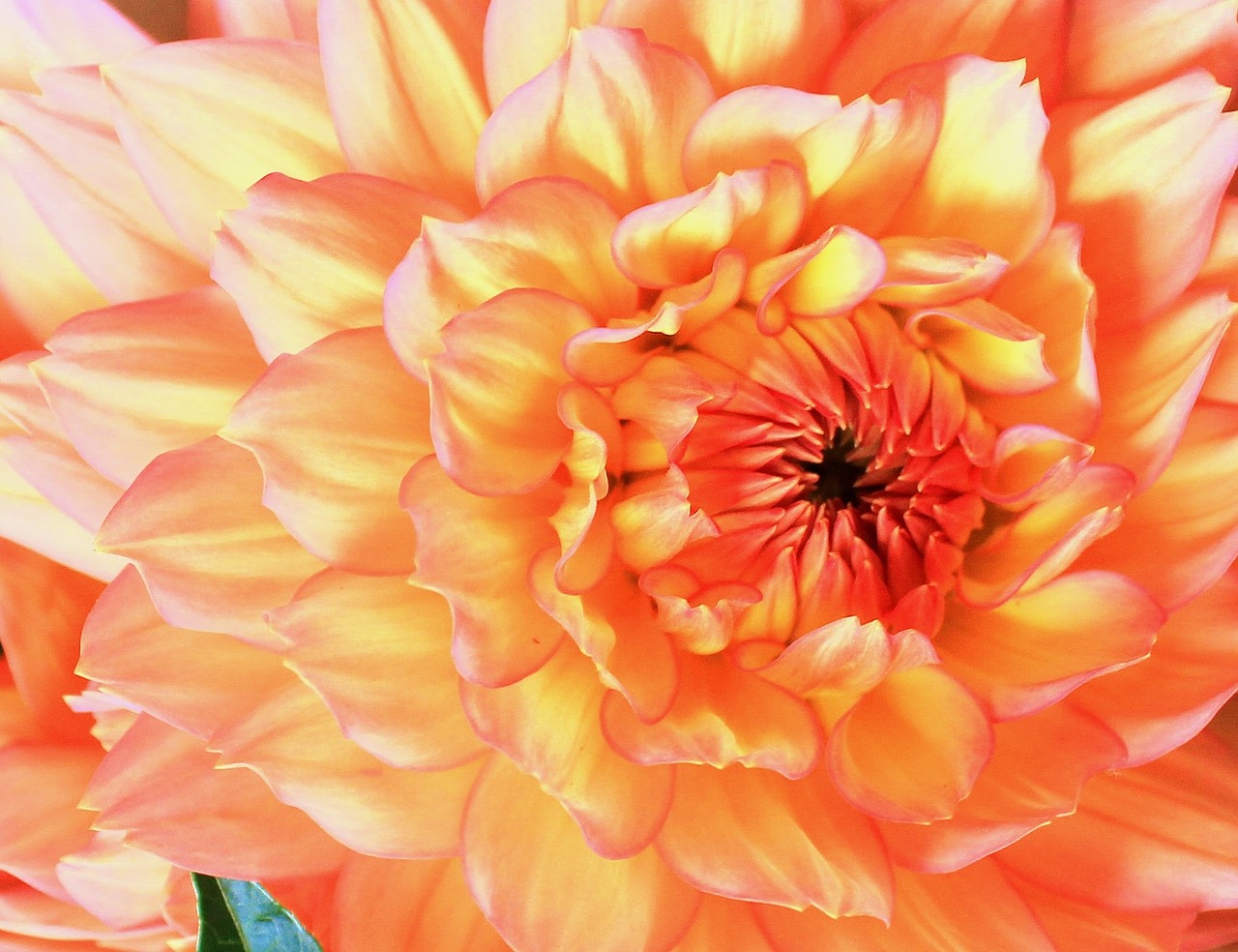 flower dahlia orange free photo