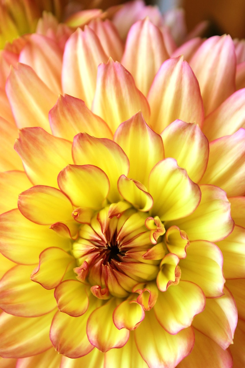 flower dahlia macro free photo