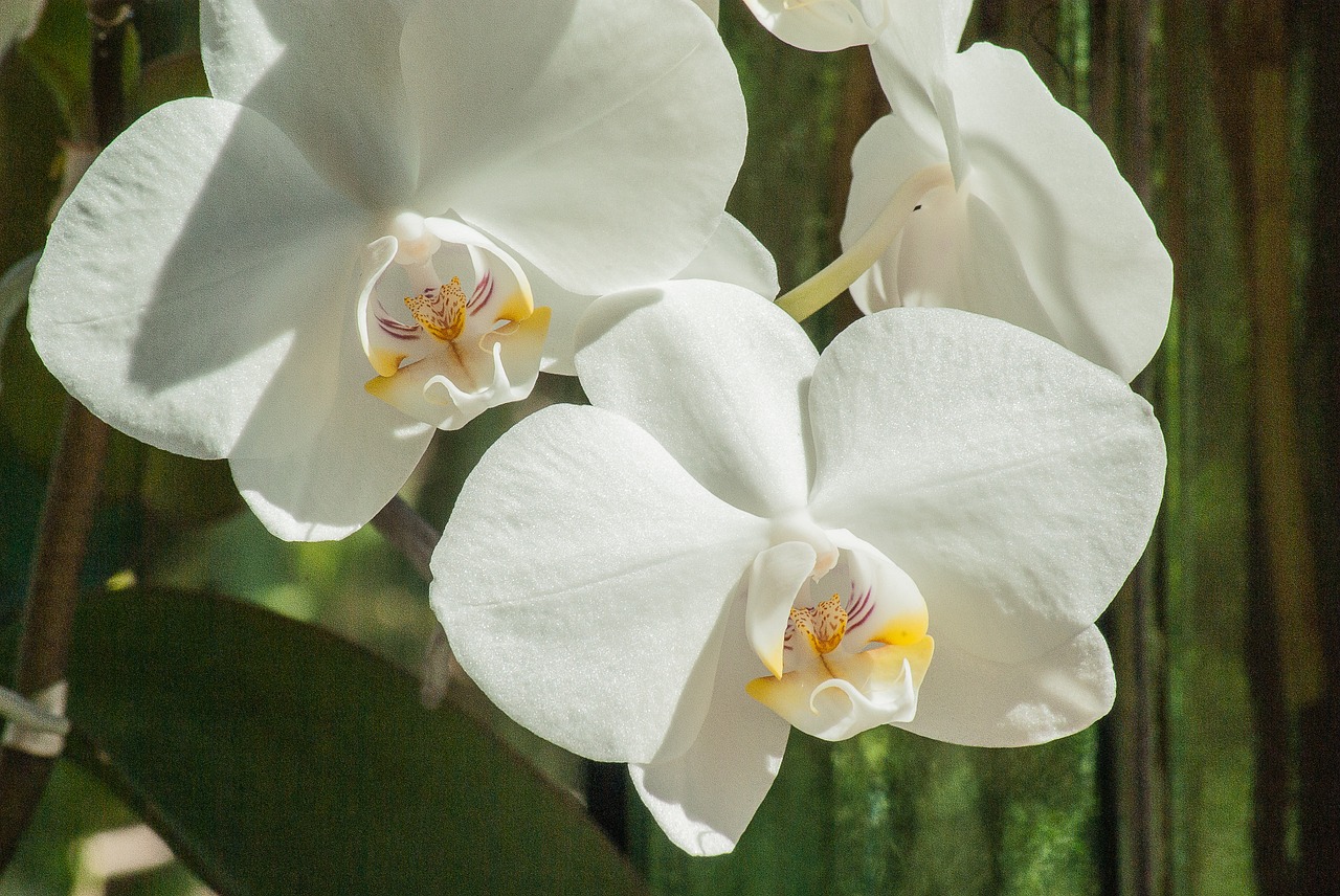 flower orchid white flower free photo