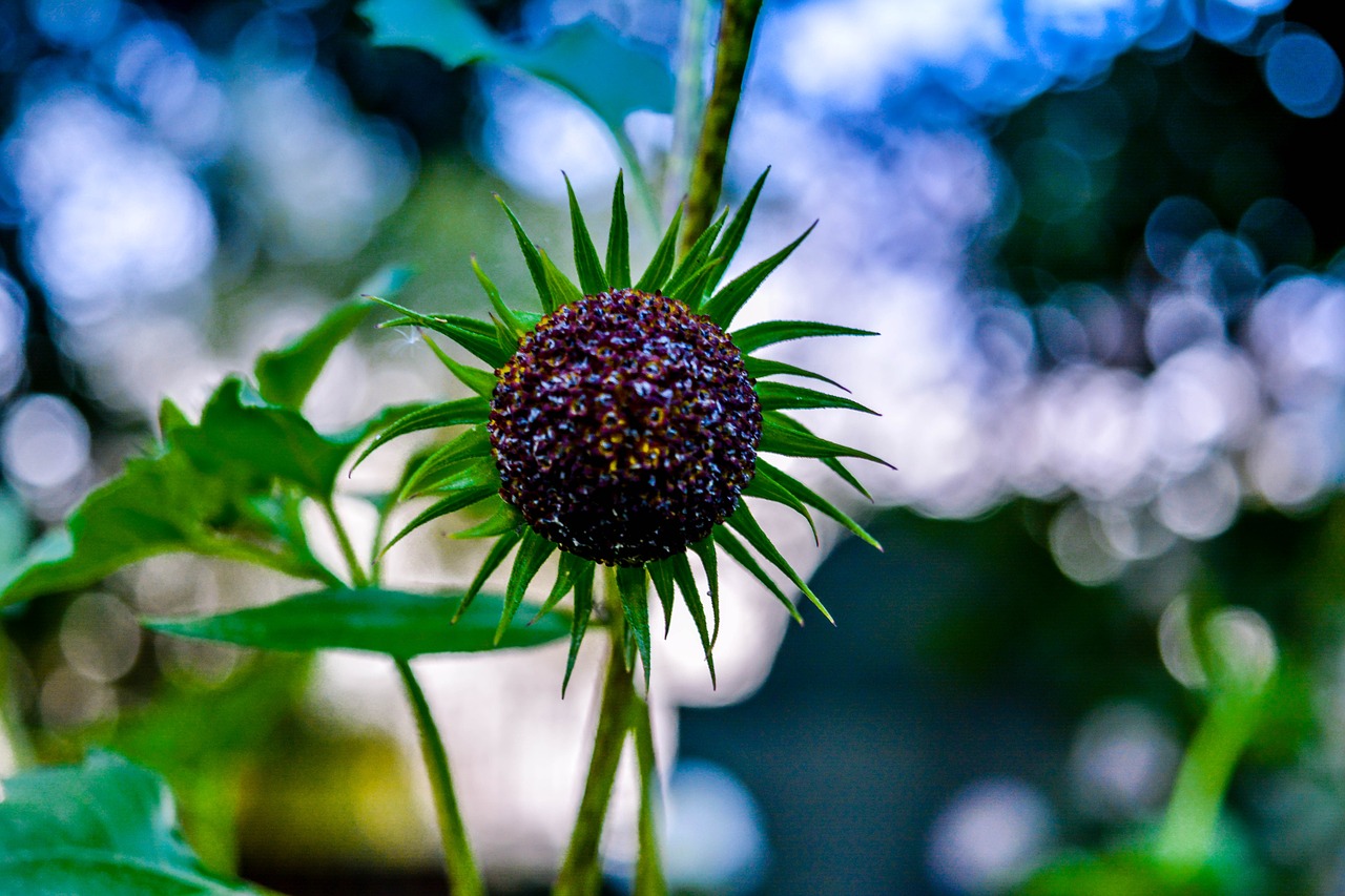 flower garden nature free photo