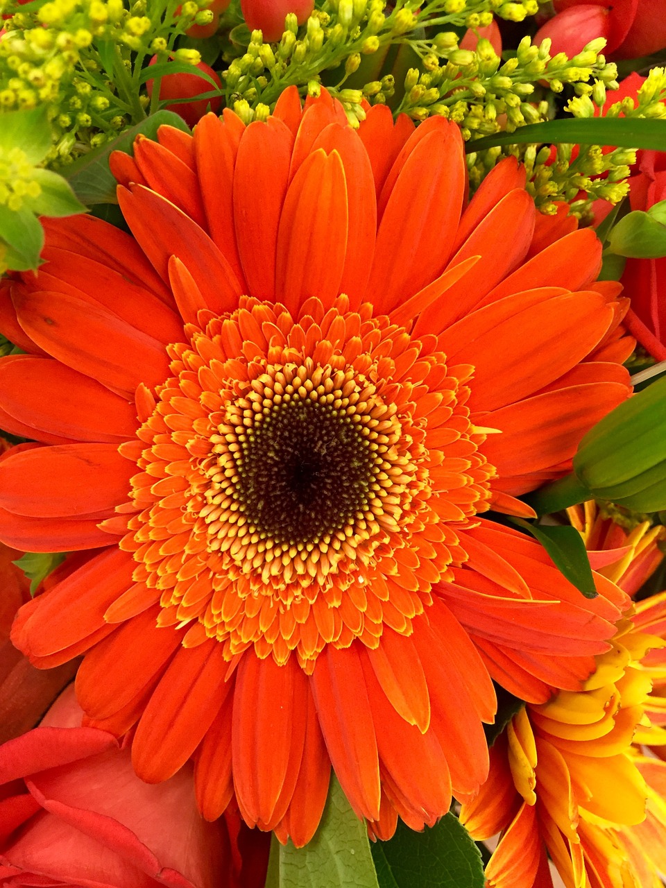 flower gerbera macro free photo