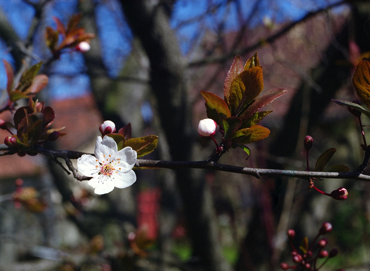 flower plum spring free photo