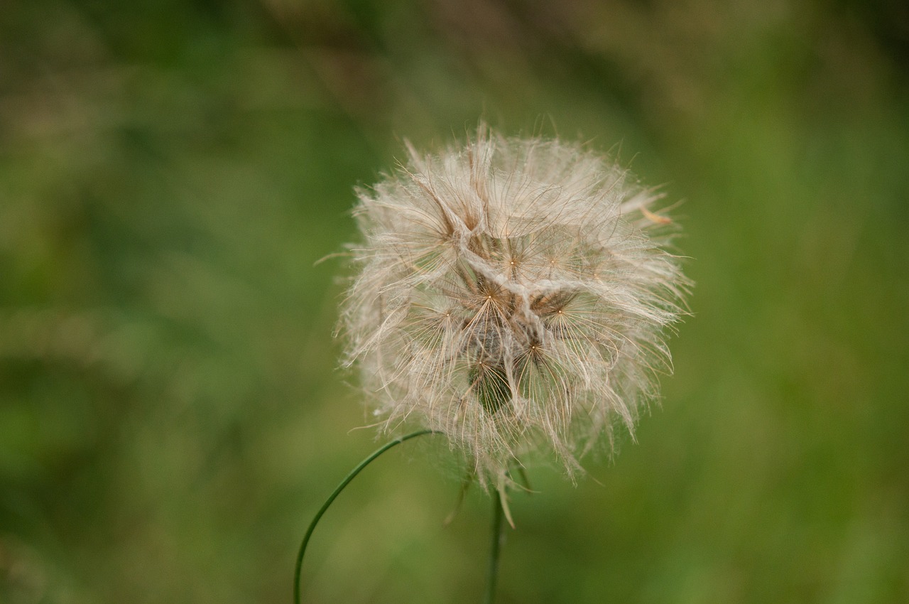 flower dandelion nature free photo