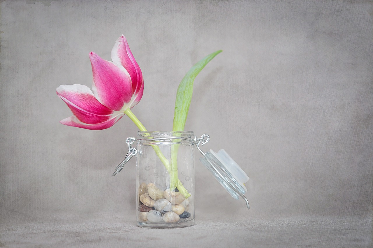 flower tulip blossom free photo