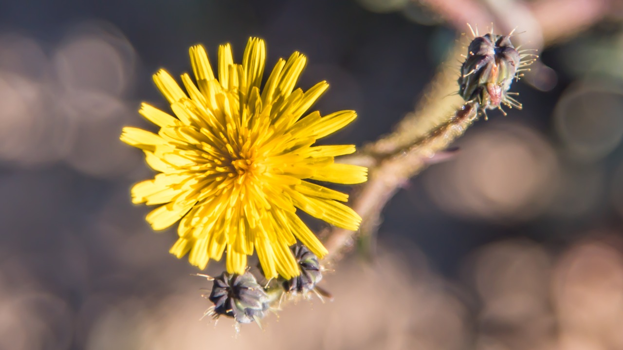 flower yellow yellow flower free photo