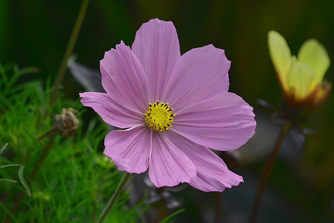 flower pink plant free photo