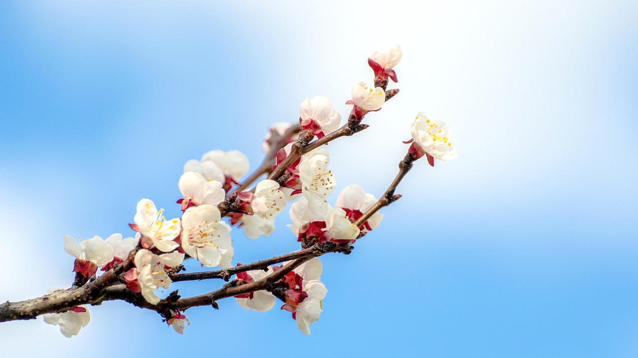 flower apricot tree free photo