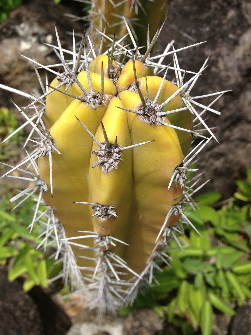 flower tropical guadeloupe free photo