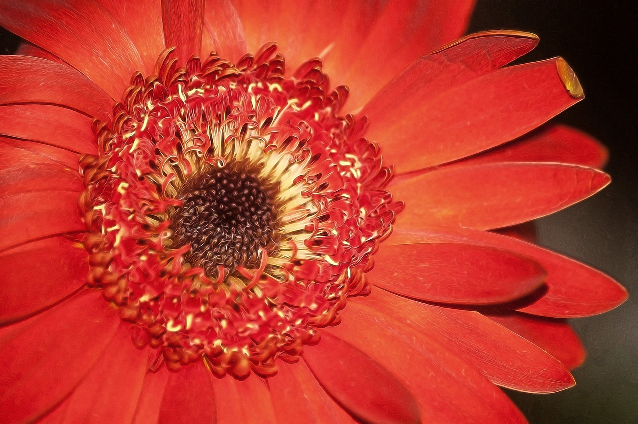 flower red petals free photo