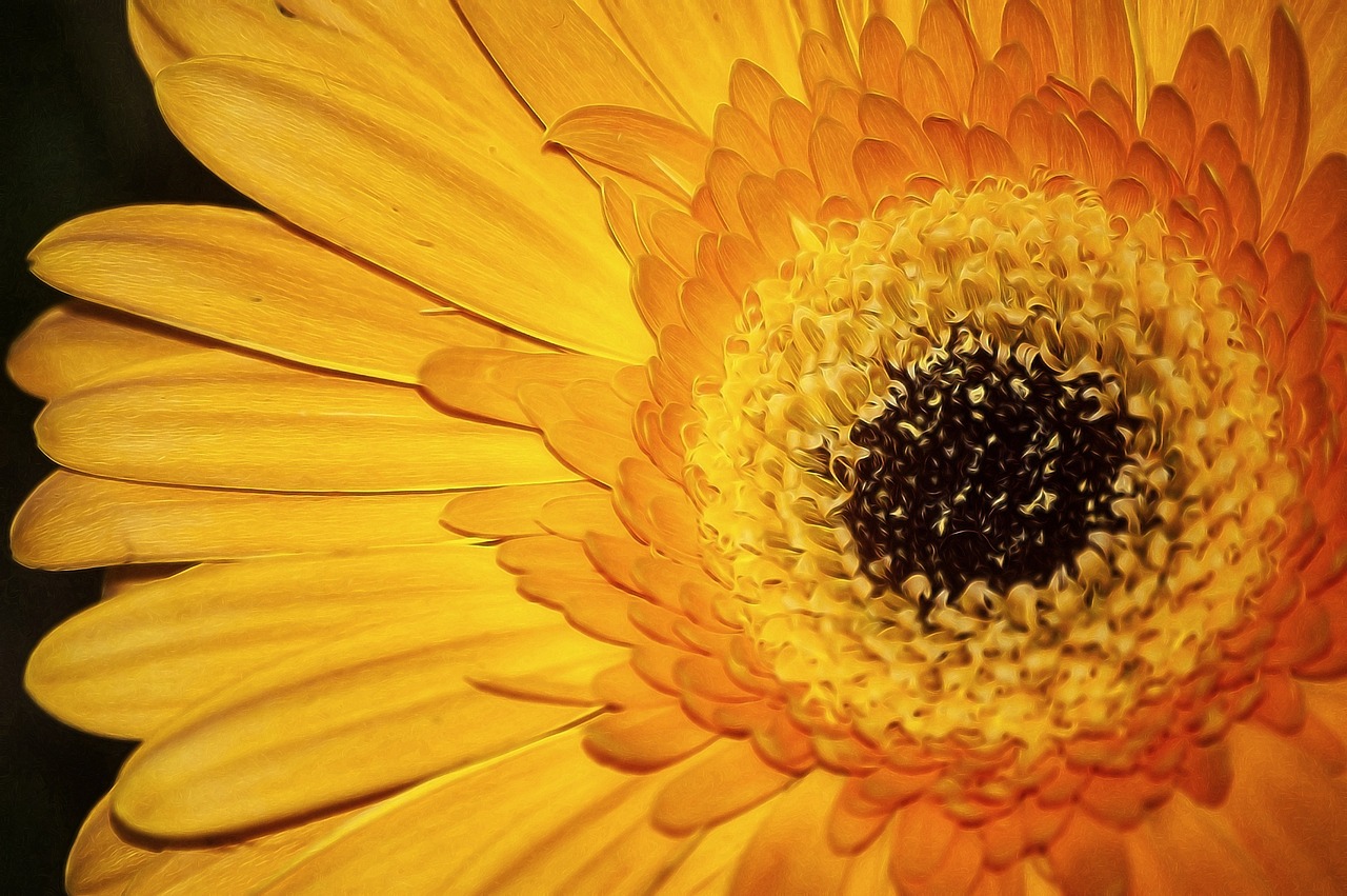 flower petals yellow free photo