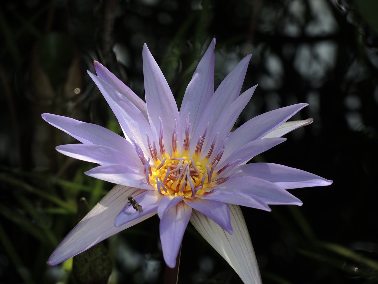 flower blossom macro free photo