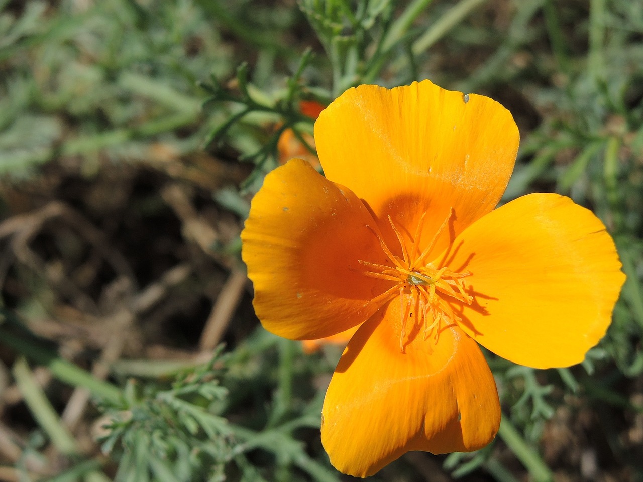 flower petals orange flower free photo